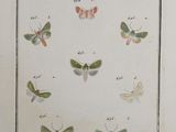 an old book with a picture of moths and butterflies on it