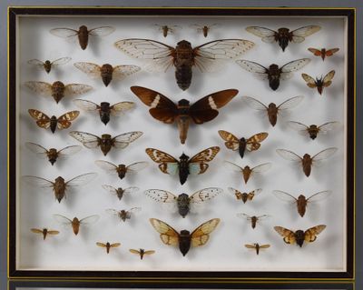 de nombreuses espèces différentes de papillons de nuit dans une vitrine