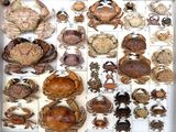 many different types of crabs displayed in a white box