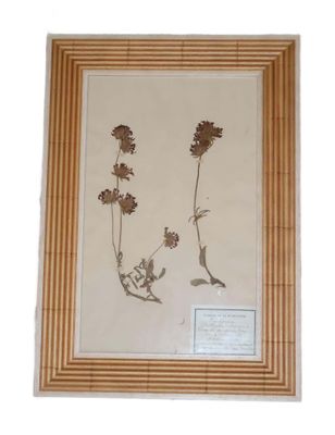 des fleurs séchées disposées dans un cadre en bois accroché à un mur blanc