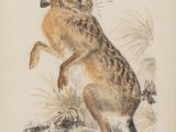 tableau représentant un lapin debout sur ses pattes arrière dans l'herbe