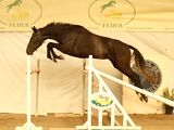 a horse that is jumping over a jump in the air