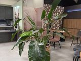 une plante qui se trouve dans un pot, dans une pièce