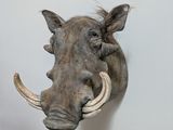 a warthog head mounted on a wall