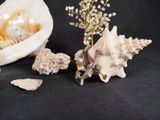 shells and flowers on a black surface