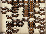 a lot of butterflies that are on display in a glass case