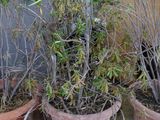 de nombreuses plantes en pot posées à même le sol