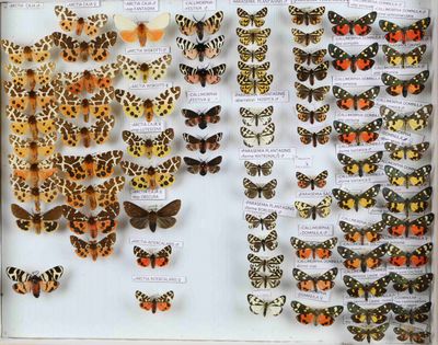 de nombreux papillons exposés dans un cadre