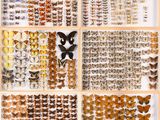 a display case filled with lots of different types of butterflies