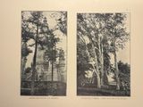 two black and white photographs of trees in front of a building