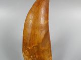 an image of a fossil tooth on a clear base