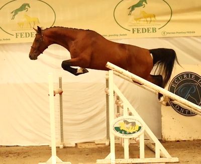 a horse that is jumping over an obstacle