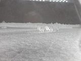 black and white photograph of a herd of horses walking across a snow covered field
