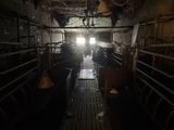a room with a lot of cows in it