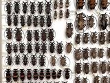 a lot of bugs that are on the wall together