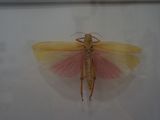 a picture of a insect that is on display in a glass case