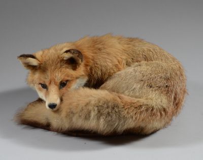 une image représentant un renard en peluche recroquevillé sur une surface blanche