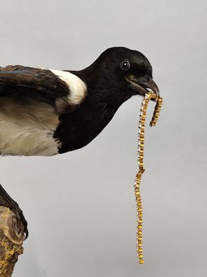a black and white bird sitting on a branch with a worm in it ' s mouth