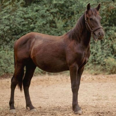 un cheval brun dans un champ, avec des arbres en arrière-plan