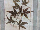 a picture of a picture of a plant with leaves on it