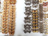 many different types of butterflies displayed in a white frame