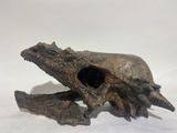 a skull of a crocodile with a large jaw