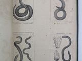 an open book with drawings of snakes and other animals on it