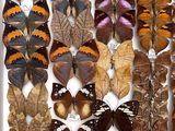 many different types of butterflies displayed in a white box