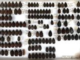 a lot of bugs that are on display in a box