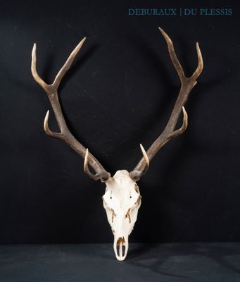 a deer skull with antlers on a black background