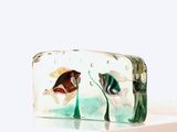 une petite boîte en verre contenant un poisson