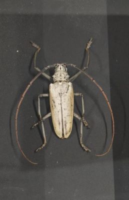 [ENTOMOLOGIE] Belle boîte de longicornes République centre A…