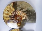 a close up of a plate with a shell on it