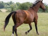 un cheval brun qui court dans l'herbe