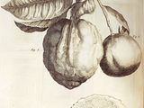 a picture of a book with a drawing of a fruit on it