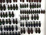 a lot of beetles that are on the wall