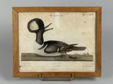 an old picture of a duck sitting on a wooden table