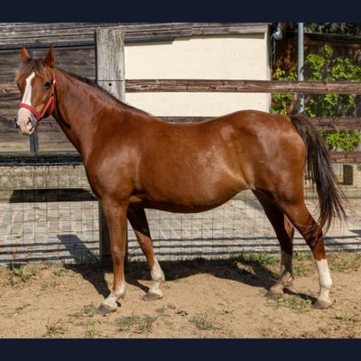 un cheval brun se tenant dans un enclos clôturé