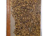 a piece of paper with a brown and black pattern on it