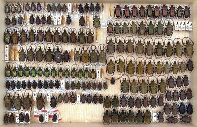 a lot of beetles that are hanging on the wall