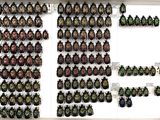 a white framed display case filled with lots of different colored beetles