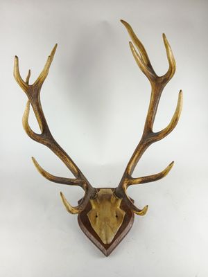 un gros plan d'une tête de cerf empaillée accrochée au mur