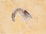 a small shrimp that is sitting on top of a tile floor