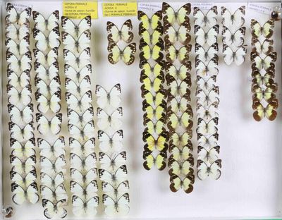 de nombreux papillons exposés dans une boîte