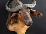 une tête de taureau accrochée au mur d'un immeuble