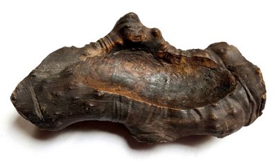 an image of a close up of a fossil tooth on a white surface
