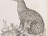 an old book with a drawing of a cheetah sitting on top of a rock