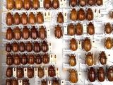 many different types of beetles on display in a display case