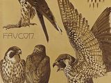 many different types of birds sitting on a tree branch