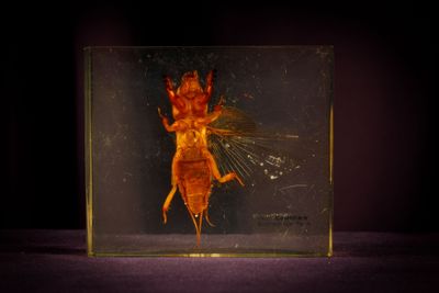 a small insect in a glass box on a table